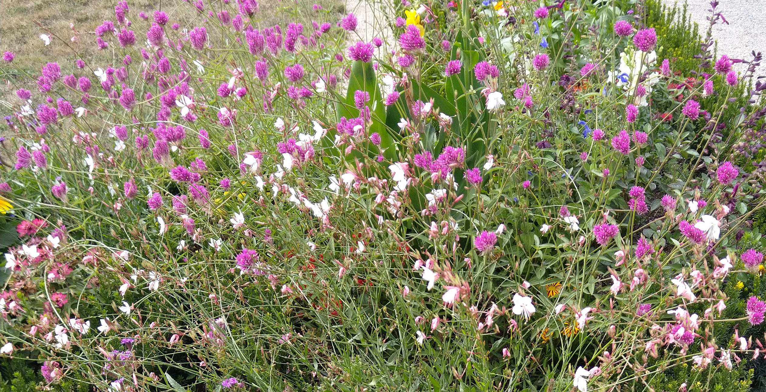Blumenwiese