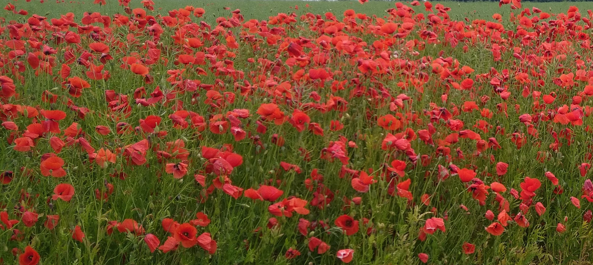 Mohnblumen