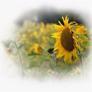 Sonnenblume
